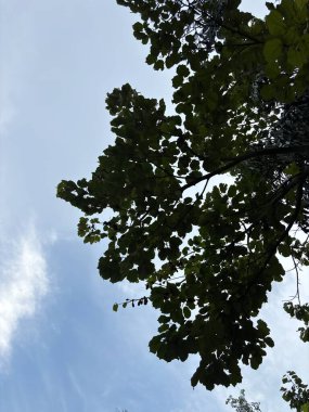 Açık mavi gökyüzüne karşı yemyeşil yaprakları olan bir ağaç örtüsü. Yapraklar yoğundur ve dokulu bir desen oluşturur. Arka planda bazı bulutlar görünür..