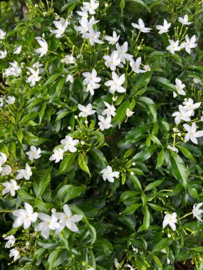 Çiçek açmış bir yasemin bitkisinin yakın çekimi. Sayısız küçük, beyaz, yıldız şeklinde çiçekler bitkiyi kaplıyor, koyu yeşil yapraklara karşı güzel bir tezat oluşturuyor. Çiçekler narin ve güzel kokulu görünüyor, doğal bir güzellik ve dinginlik hissi yaratıyor..