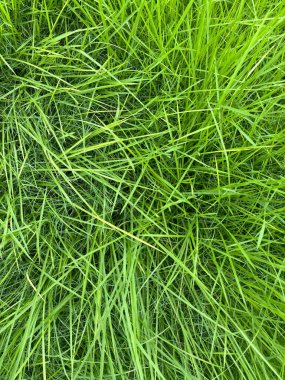 Yoğun yeşil çimlerin yakın plan görüntüsü. Çim yaprakları uzun, ince ve hafifçe ıslak gibi görünüyor. Genel izlenim tazelik, canlılık ve doğal güzelliktir..