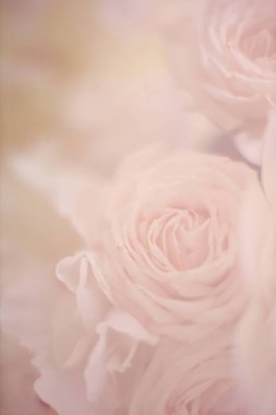 Saf beyaz güller. Beyaz gül fotoğrafçılığı. Beyaz gül hala hayatta. Minimalist tarzda güller. Gül portreleri. Büyüleyici fotoğraflar. Çiçek fotoğrafçılığı. Zarif güller. Zarif çiçekler. Yumuşak yapraklar. Sonsuz güzellik. Basit bir incelik. Klasik cazibe..