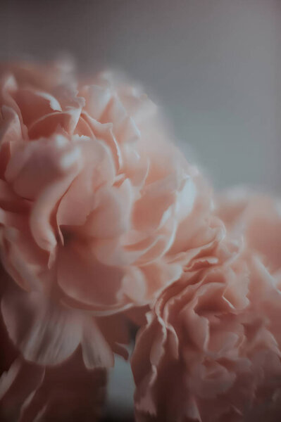 Цветы пиона в фокусе. Минималистские пионские фотографии. Изысканная фотография цветов. Очаровательный пионский цветок. Элегантные цветы. Мягкие текстуры. Вечная красота. Нежные лепестки. Художественная простота. Изысканные образы. Тонкое очарование. Классическая грация. 