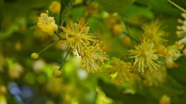 Sıcak bir yaz gününde açan ıhlamur.