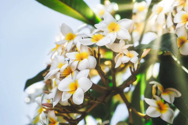Білі Квіти Франгіпані Дереві Сонячний Промінь — стокове фото