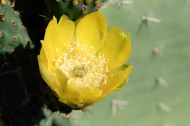 Sarı bir kaktüs çiçeğine yaklaş.