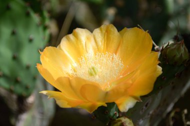 Turuncu bir kaktüs çiçeğine yaklaş.