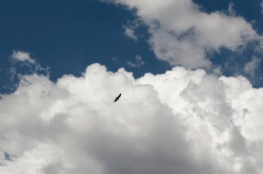 Bulutların arasında uçan bir kuş