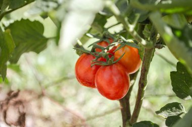 Doğal bir bahçede kırmızı kiraz domates kümesi.