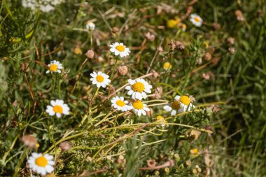 Bir tarlada papatya çiçeklerine yakın çekim