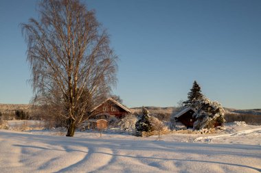 Norveç 'te açık mavi bir gökyüzünün altında, sakin, karla kaplı bir kırsalda yuva yapmış büyüleyici kırmızı bir kulübe. Yüksek kalite fotoğraf