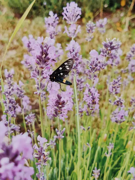 stock image A colorfull, photograph capturing the peace of summer  bloom. Violet petals and the greenery