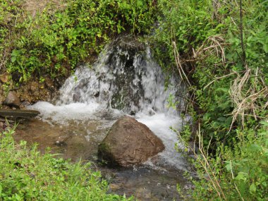 Küçük bir su akıntısı yemyeşil bitki örtüsünün içinden akar, dinamik ve sakinleştirici doğal bir güzellik sunar..