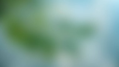 Baskın yeşil ve mavi renklere sahip yumuşak bir odak noktası. Yumuşak, bulanık bir arka plan ve ince bir doku kalitesi yaratıyor..