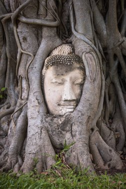 Sculpture of Budha grown in a tree in one of the temples in Ayutthaya