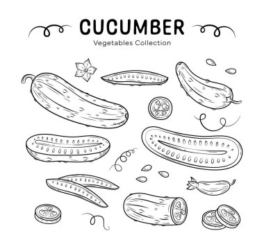 El yapımı salatalık. Kök yapraklı, tohumlu ve çiçekli salatalık dilimleri. Sağlıklı yiyecekler, salata, diyet, beslenme için organik yeşil sebze. Karalama tarzında tarımsal büyüme ürünü