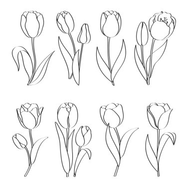 Beyaz arka planda izole edilmiş, el çizimi lalelerin vektör seti. Boyama kitabı için bahar çiçekleri, tebrik kartı, davetiye. Kadınlar Günü ve Anneler Günü 'nün sembolü. İlkbahar