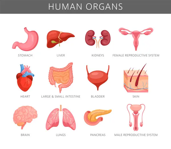 İnsan organları. Karaciğer, kalp, beyin, pankreas, akciğer, mide, böbrek ve üreme sistemli iç organlar. Tıp, biyoloji ve eğitim için anatomi ikonu koleksiyonu. Endokrin sistemi
