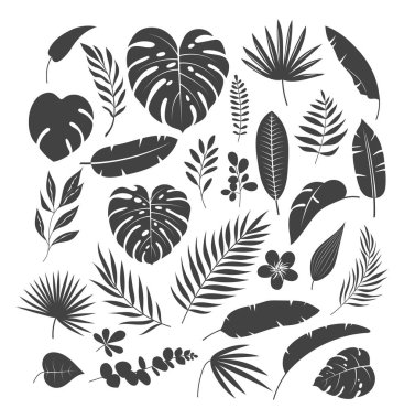Siluetler tropikal yapraklar. Tek renkli egzotik yapraklar, palmiyeli orman bitkileri, canavarlar, tesisat çiçekleri, kalathea, muz yaprağı. Doğa botanik dekoratif koleksiyonu. Hawaii bitkileri