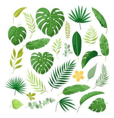 Tropik yapraklar. Egzotik yapraklar, palmiyeli orman bitkileri, canavarlar, tesisat çiçekleri, kalathea, filodendron, muz yaprağı. Doğa botanik dekoratif koleksiyonu. Hawaii bitkileri