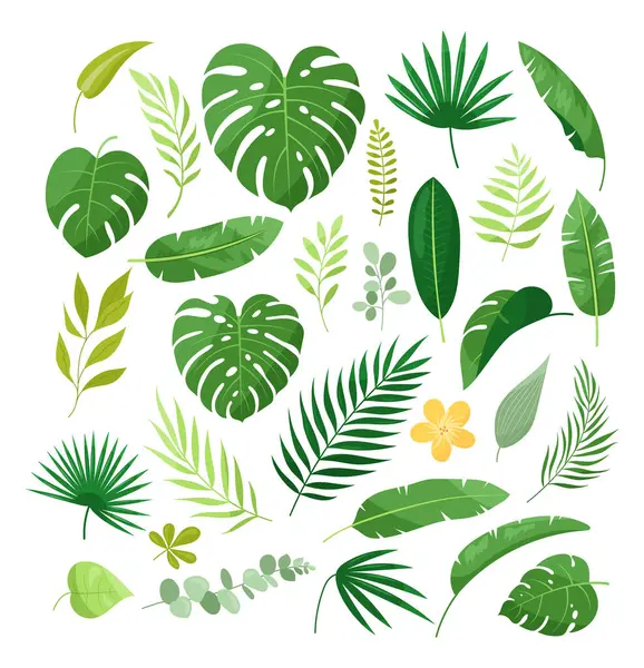Tropik yapraklar. Egzotik yapraklar, palmiyeli orman bitkileri, canavarlar, tesisat çiçekleri, kalathea, filodendron, muz yaprağı. Doğa botanik dekoratif koleksiyonu. Hawaii bitkileri