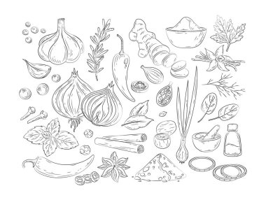 Baharatlar ve bitkiler. Vanilyalı, anasonlu, zencefilli, tarçınlı, körili, fesleğenli, sarımsaklı, biberli el yapımı mutfak bitkileri. Mönü, şablon ve afiş için karalama tarzında popüler Hint baharatları