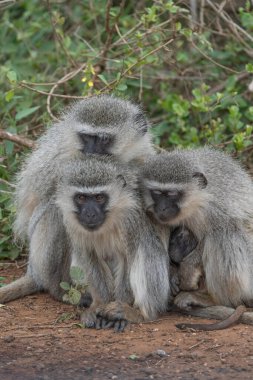 Soğuk kış gününde birbirine sarılan üç Vervet Maymunu. Kruger Parkı.