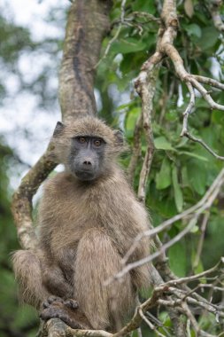 Genç bir Chacma maymunu arkasında yeşil bir dal ile oturuyor, Kruger Ulusal Parkı.. 