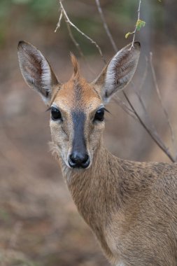 Bulanık bir geçmişi olan kadın bir Duiker portresi. Kruger Park.. 