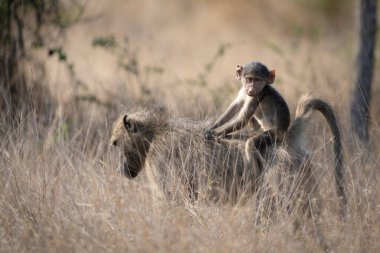 Tatlı bir Chacma maymunu annesinin sırtında uzun otların arasında, Kruger Ulusal Parkı 'nda geziyor.. 