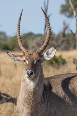 Kruger Ulusal Parkı 'nda bir erkek su geyiğinin güzel yakın plan portresi..  