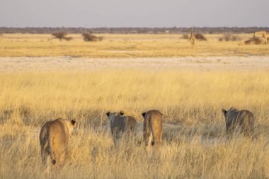 Aslanların gururu Etosha 'nın kuru otlaklarında otlayan bir zürafayı takip ediyor.. 