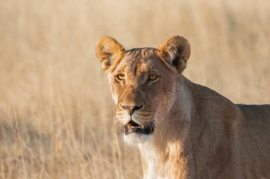 Genç bir dişi aslanın yüzü, kuru ve bulanık bir arkaplan, uzaktaki Etosha Ulusal Parkı 'na odaklanıyor.. 