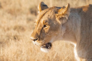 Kameranın önünden geçerken, Etosha Ulusal Parkı 'nda bir dişi aslanın yüzüne yakın çekim.. 