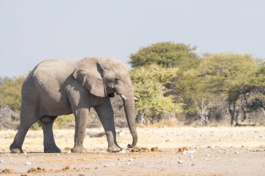 Yalnız bir Afrika fili Etosha Ulusal Parkı 'nda kuru arazide yürüyor.. 