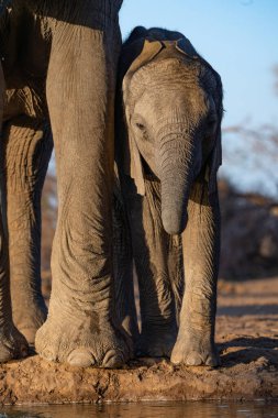 Botswana 'da annesinin bacağına yakın duran yavru Afrika filinin portresi.. 