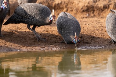 Botswana 'daki bir su birikintisinde su içmek için eğilen bir Kask Gine Fowl' un yakın çekimi.