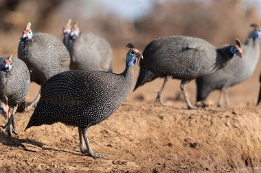 Toprağın üstünde duran Kask Gine Fowls 'un Yakın Çekimi.
