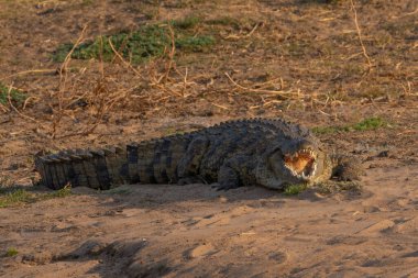 Limpopo nehrinin kıyısında ağzı sonuna kadar açık yatan büyük bir Nil Timsahı.. 
