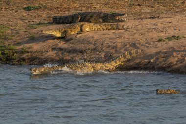 Limpopo nehrinin kıyısında uzanan büyük Nil Timsahları, Botswana. Bir tanesi suya dalıyor..