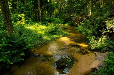 Güneşli bir yaz gününde Solska Ormanı 'nda Geyik Nehri                       