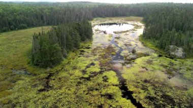Kuzey Ontario 'daki Marshy Green Bataklığı' nın Garip Dairesel Açılışı