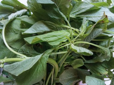 Toplanan ıspanak pişirilmeye hazır.