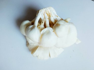 İstiridye mantarları Basidiomycota grubundan yenebilir mantarlardır ve yarı dairesel bir başlığın genel özelliklerine sahip Homobasidiomycetes sınıfına aittir. Beyazda izole et