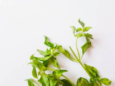 Fesleğen sapı beyaza izole edilmiş. Fesleğen, yaprakları genellikle salata olarak yenen küçük bir bitkidir.