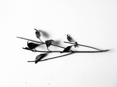 Sapın siluet çizimi ve beyaz arkaplan ile yapraklar