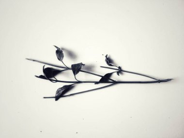 Sapın siluet çizimi ve beyaz arkaplan ile yapraklar