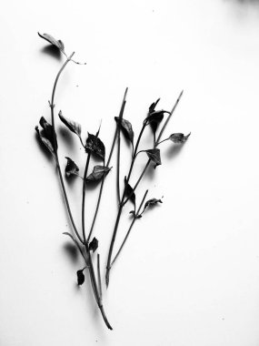 Sapın siluet çizimi ve beyaz arkaplan ile yapraklar