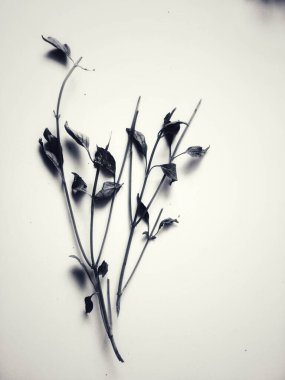 Sapın siluet çizimi ve beyaz arkaplan ile yapraklar