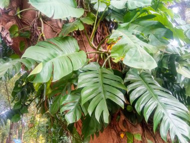 Monstera, Araceae familyasından tropikal Amerika 'da yetişen 59 bitki türünden biridir..