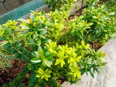 Ashoka çiçeklerinin çok derin ve felsefi bir anlamı vardır.