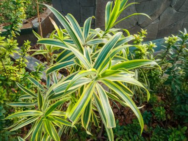 Hindistan ya da Dracaena refleksi, Hint Okyanusu 'ndan gelen bir pandan bitkisidir..